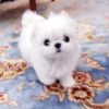 Emma Micro Maltese