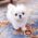 Emma Micro Maltese