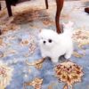 Emma Micro Maltese - Image 2