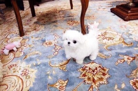 Emma Micro Maltese - Image 2