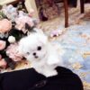 Emma Micro Maltese - Image 3