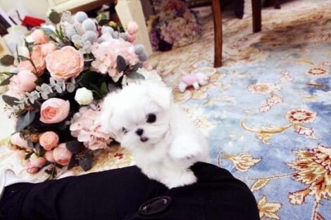 Emma Micro Maltese - Image 3