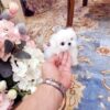 Emma Micro Maltese - Image 4