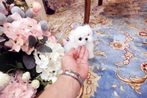 Emma Micro Maltese - Image 4