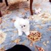 Emma Micro Maltese - Image 6