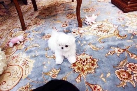 Emma Micro Maltese - Image 6
