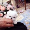 Emma Micro Maltese - Image 7