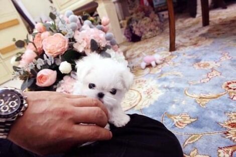 Emma Micro Maltese - Image 7