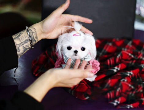 Lucas Micro Teacup Matlese - Image 2