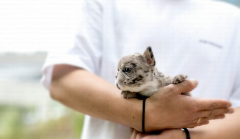Harper Merle Teacup Frenchy - Image 6