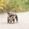 Harper Merle Teacup Frenchy - Image 3