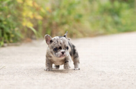 Harper Merle Teacup Frenchy - Image 3