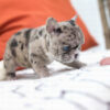 Harper Merle Teacup Frenchy - Image 4