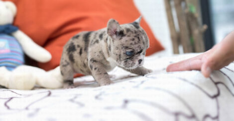 Harper Merle Teacup Frenchy - Image 4