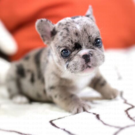 Harper Merle Teacup Frenchy - Image 5