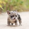 Harper Merle Teacup Frenchy - Image 8