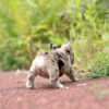 Harper Merle Teacup Frenchy - Image 7