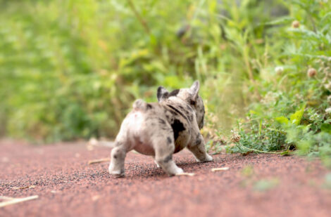 Harper Merle Teacup Frenchy - Image 7