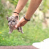 Harper Merle Teacup Frenchy - Image 10