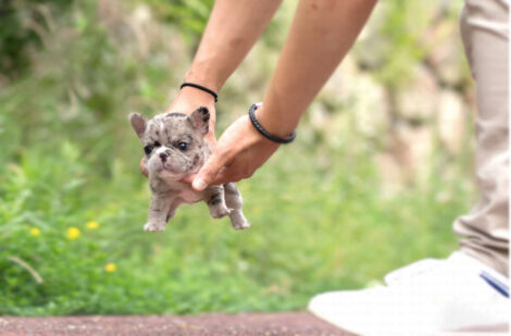 Harper Merle Teacup Frenchy - Image 10