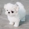 Lily Micro Maltese - Image 3