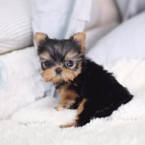 Elias Teacup Yorkie - Image 4