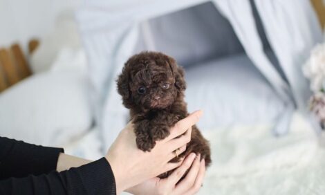 Isaac Chocolate Micro Poodle