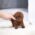 Aria Red Micro Poodle