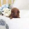 Aria Red Micro Poodle - Image 4