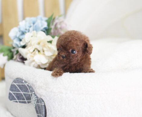 Aria Red Micro Poodle - Image 5