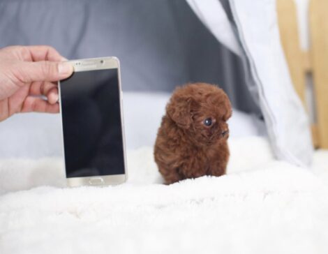 Aria Red Micro Poodle - Image 2