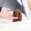 Aria Red Micro Poodle - Image 3