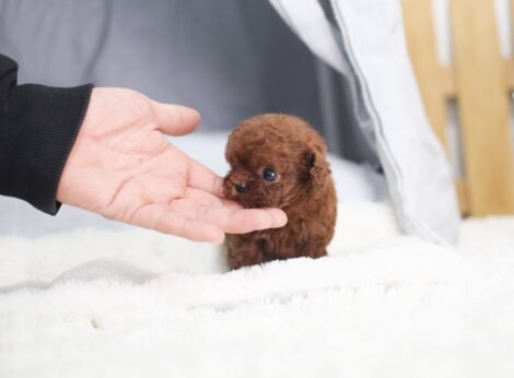 Aria Red Micro Poodle - Image 3