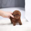 Aria Red Micro Poodle - Image 6