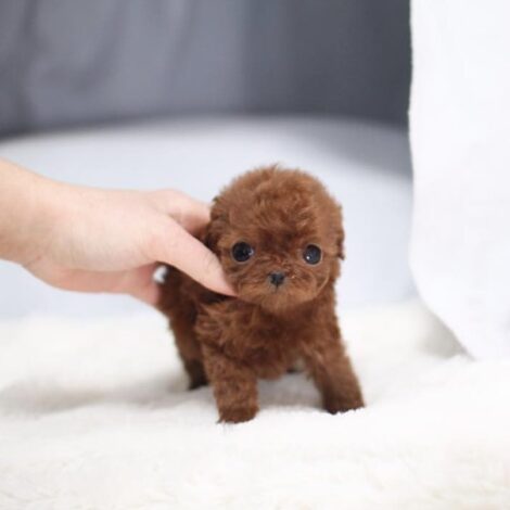 Aria Red Micro Poodle - Image 6