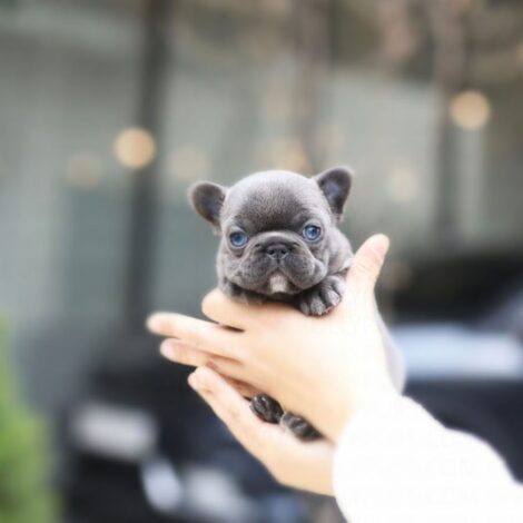 Itsy Blue Mini French Bulldog - Image 3