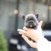 Itsy Blue Mini French Bulldog - Image 2