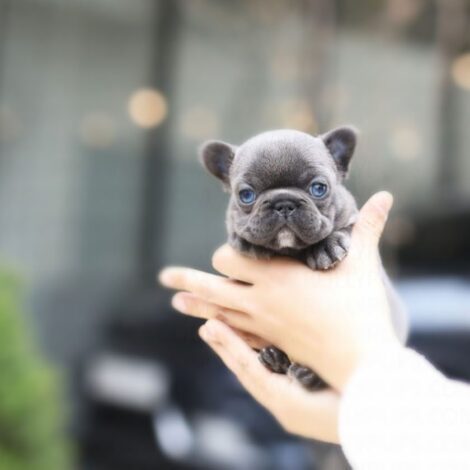 Itsy Blue Mini French Bulldog - Image 2