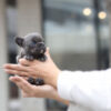 Itsy Blue Mini French Bulldog