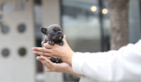 Itsy Blue Mini French Bulldog