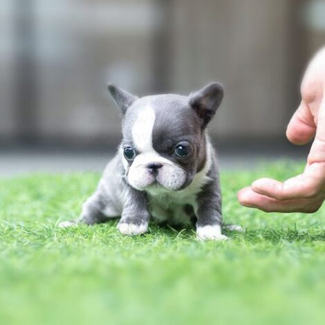 Levi Blue Micro French Bulldog - Image 3