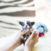 Levi Blue Micro French Bulldog - Image 7