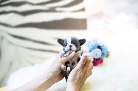 Levi Blue Micro French Bulldog - Image 7
