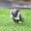 Levi Blue Micro French Bulldog - Image 5