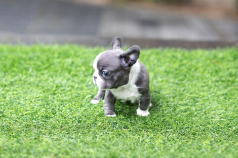 Levi Blue Micro French Bulldog - Image 5
