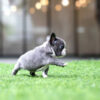Levi Blue Micro French Bulldog - Image 4