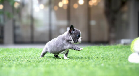 Levi Blue Micro French Bulldog - Image 4