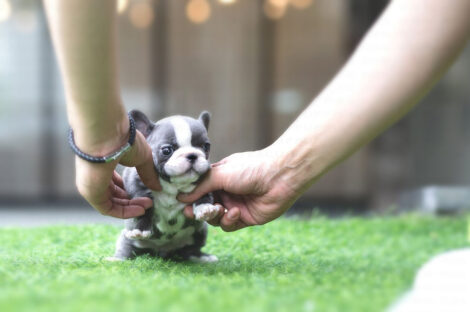 Levi Blue Micro French Bulldog - Image 2