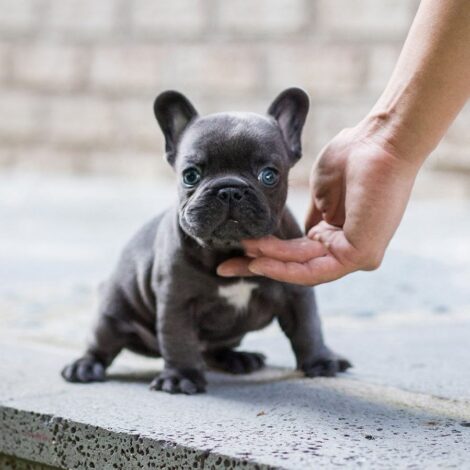 Carter Blue Micro Teacup Frenchie