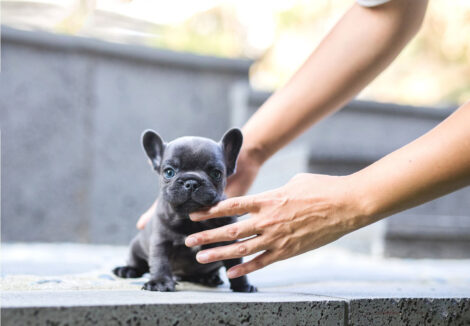 Carter Blue Micro Teacup Frenchie - Image 3
